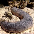 Sea Cucumbers / Holothurioidea