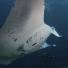 Manta rays / Mobulidae