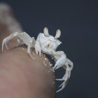 Pallid ghost crab / Ocypode pallidula