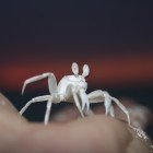 Pallid ghost crab / Ocypode pallidula