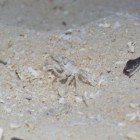 Krab bledý / Ocypode pallidula