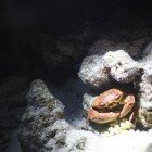 Variable coral crab / Carpilius convexus