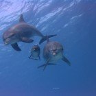 Bottlenose dolphin / Tursiops truncatus\