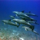 Bottlenose dolphin / Tursiops truncatus